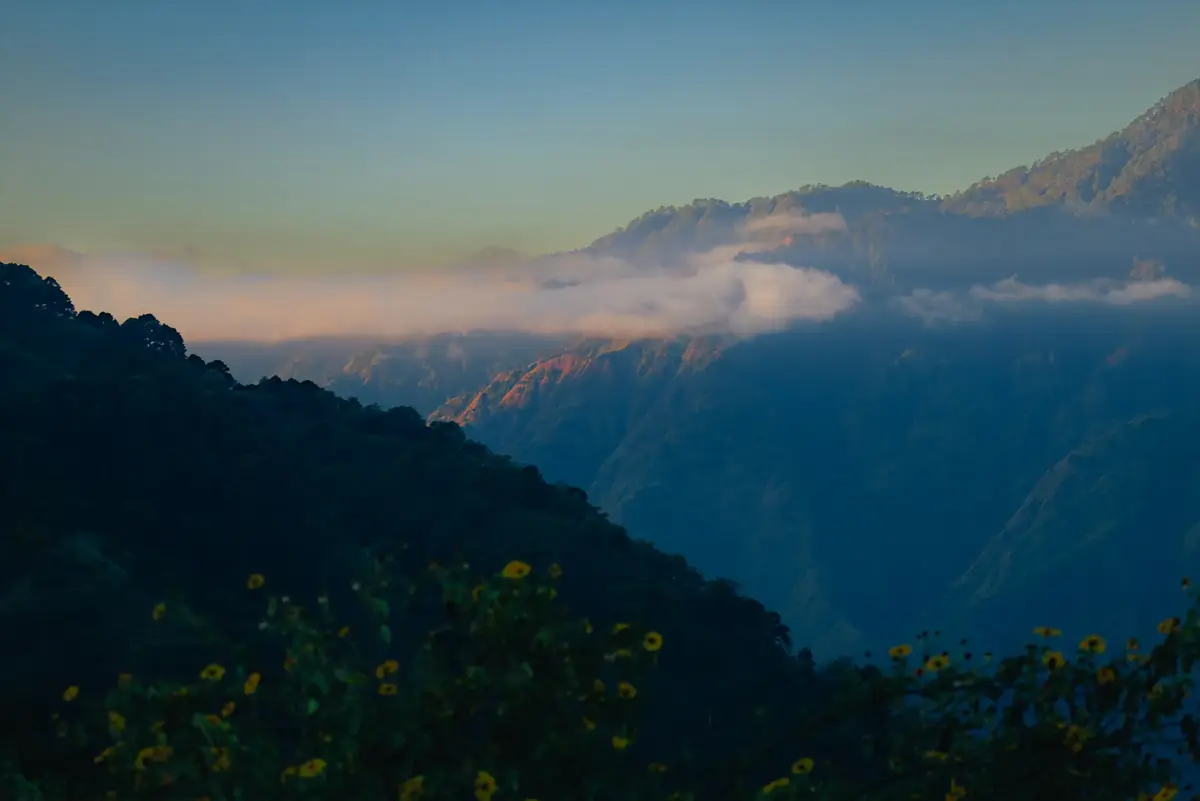 Cloud sitting below the ridge line at dawn, with wild sunflowers in the foreground