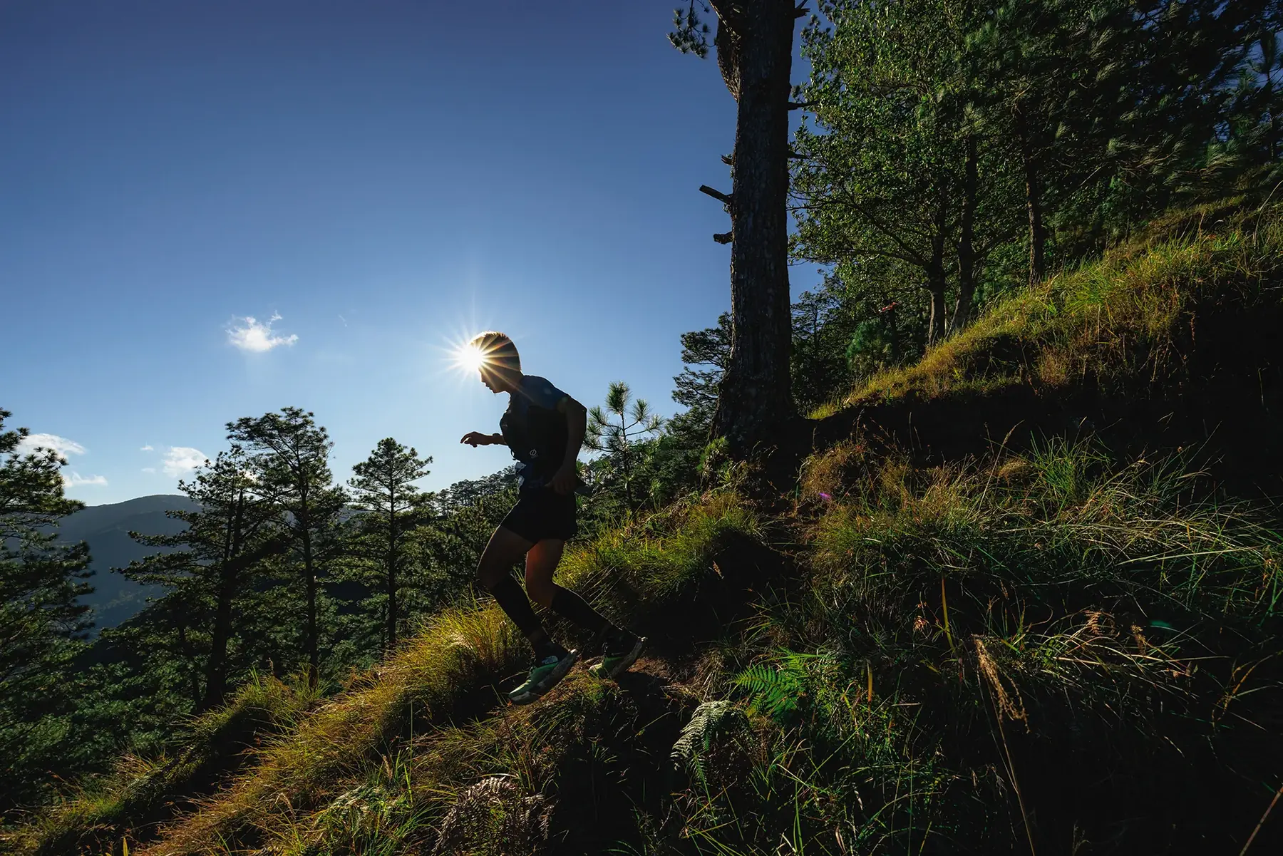 A trail runner climbing a pine ridge in the Cordillera at sunrise