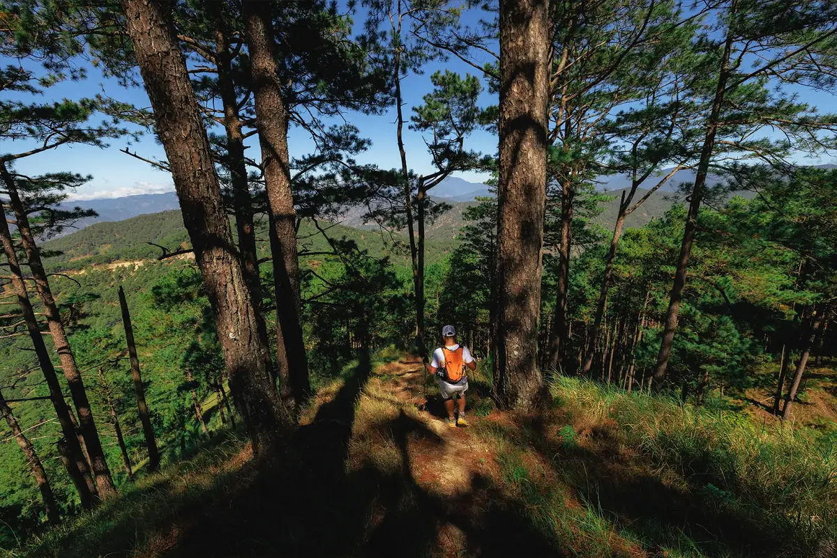 A runner pausing among tall pines, looking out over the valley