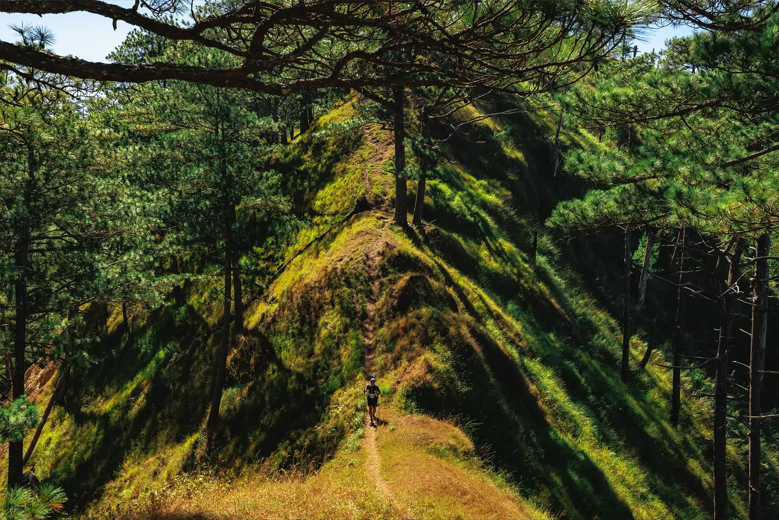 A runner alone on a grass ridge line between pine forest in Benguet